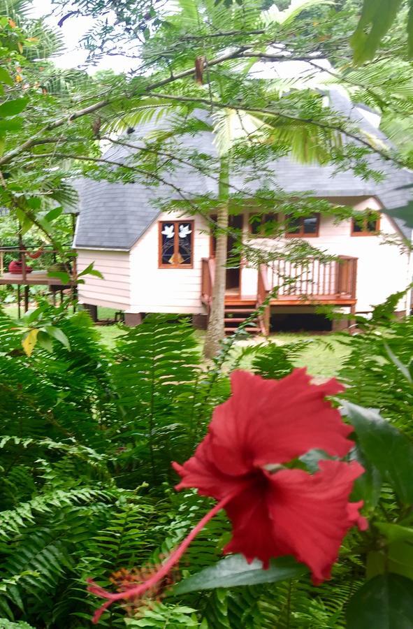 Cape Tribulation Holiday House Exteriör bild